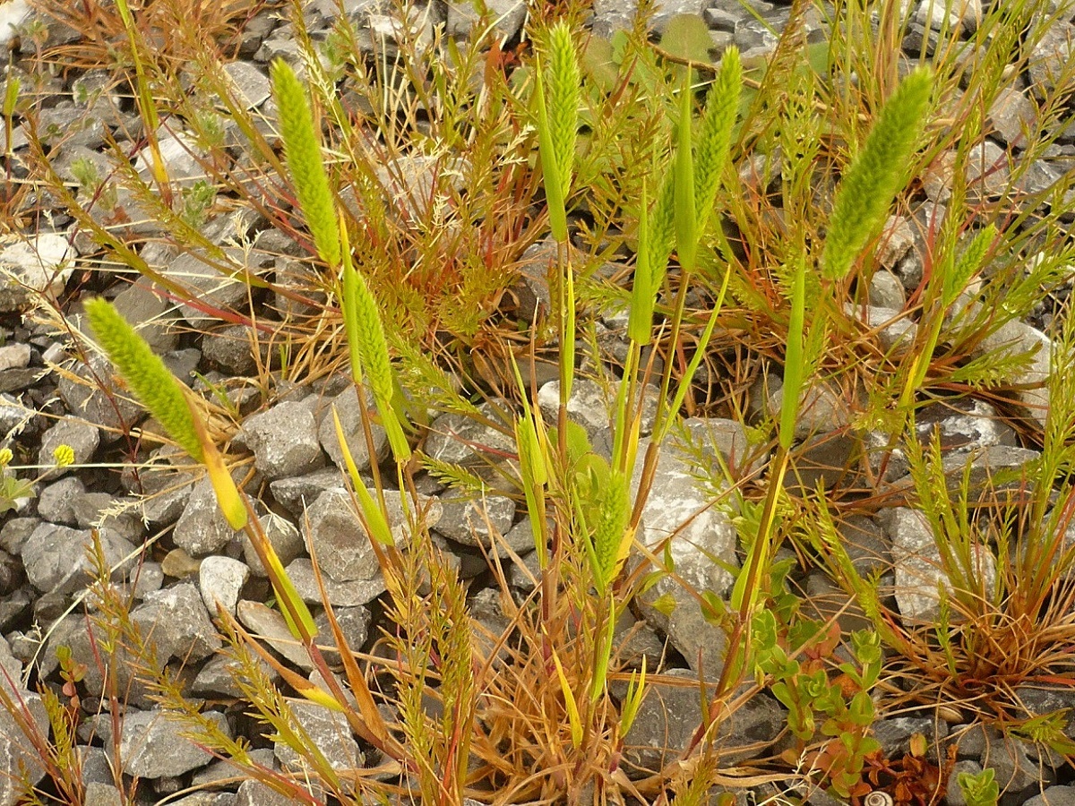 Phleum arenarium (Poaceae)